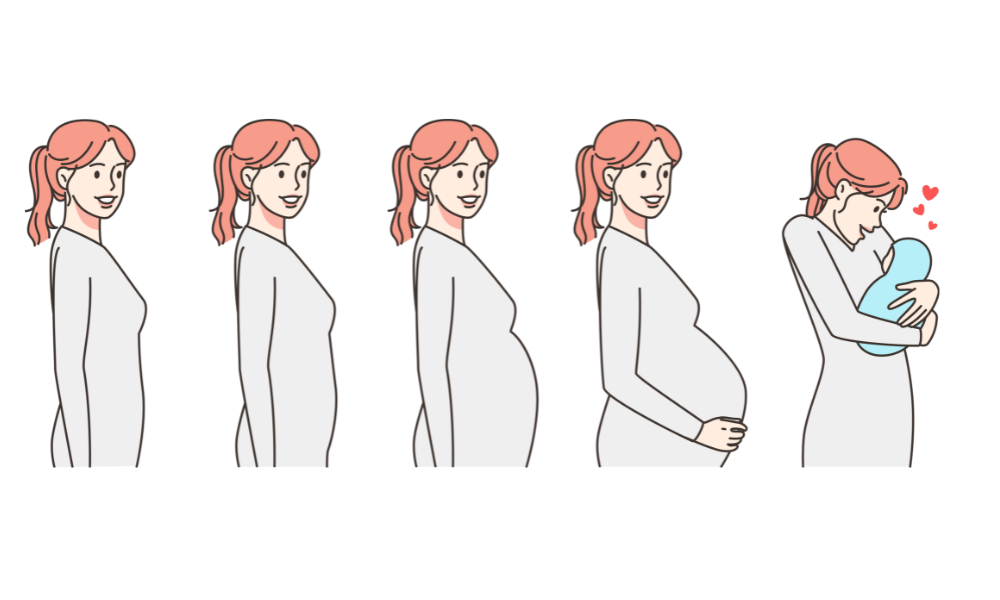 etapy-ciąży