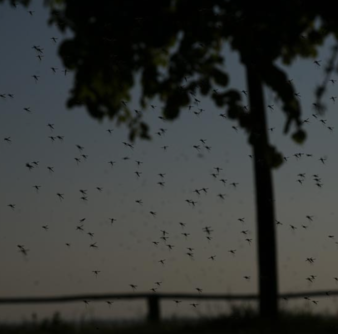 komary-na-świecie