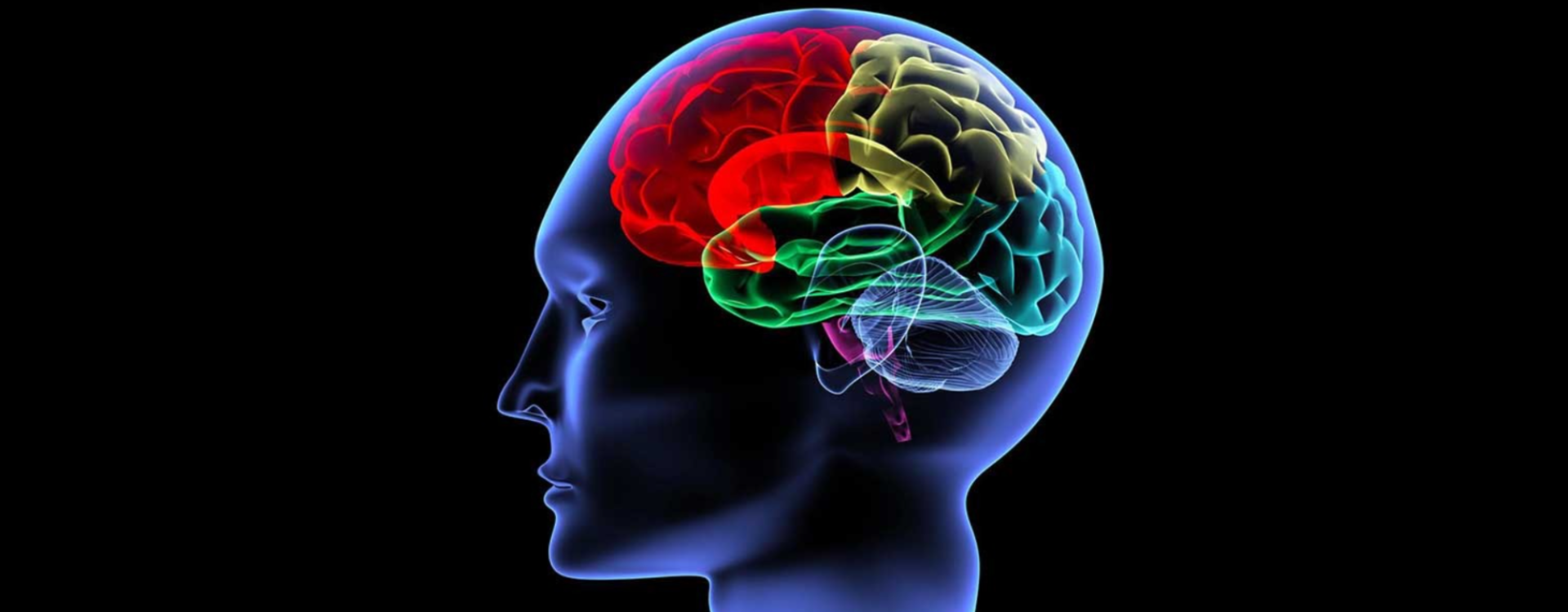 Światowy Dzień Mózgu - preparaty na pamięć i koncentrację