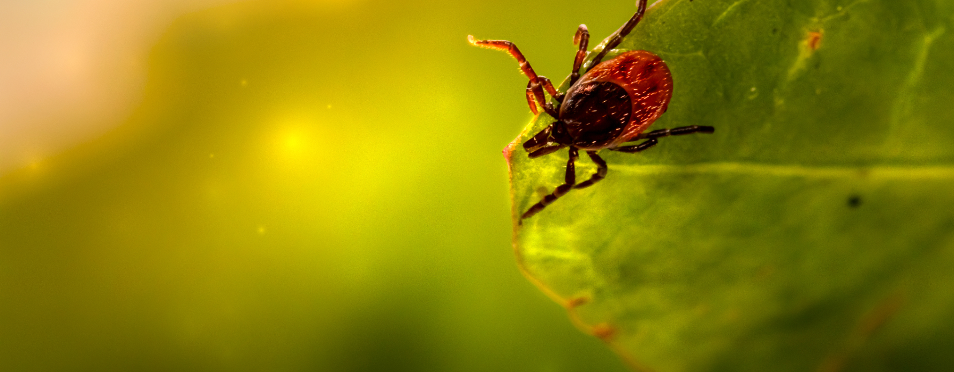 Kick The Tick - Potrójna ochrona przed kleszczami, komarami i meszkami