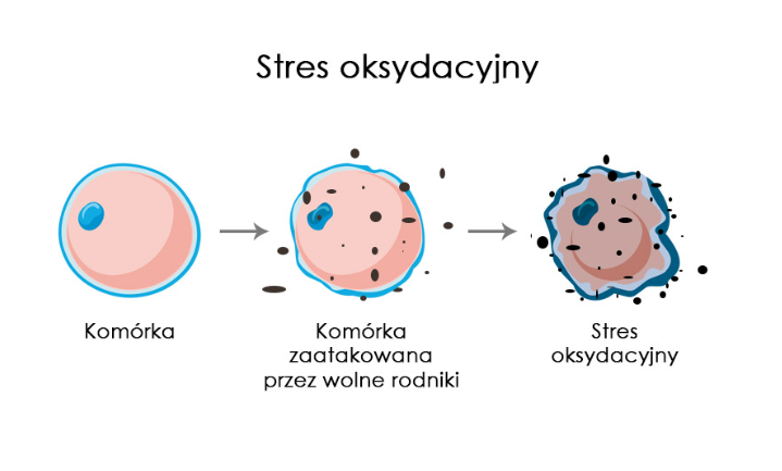 stres-oksydacyjny-wolne-rodniki