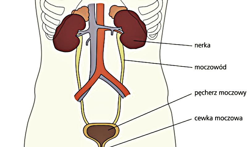układ-moczowy-narządy