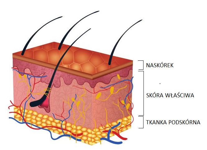 budowa-skóry